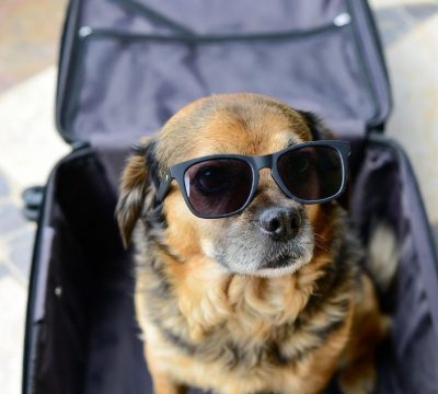 Taking Dogs Abroad from Plymouth: Ferry & Eurotunnel Guide